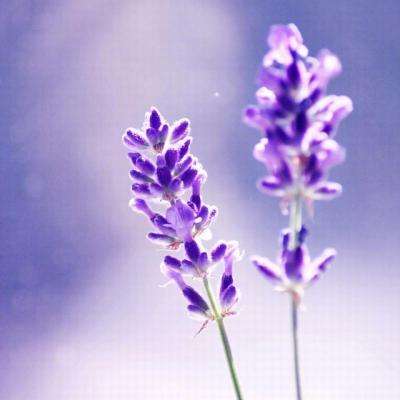 蜀山战纪2踏火行歌手游下载